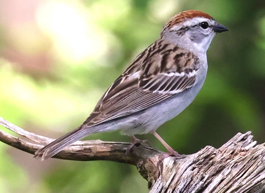 Chipping Sparrow - ML619195089