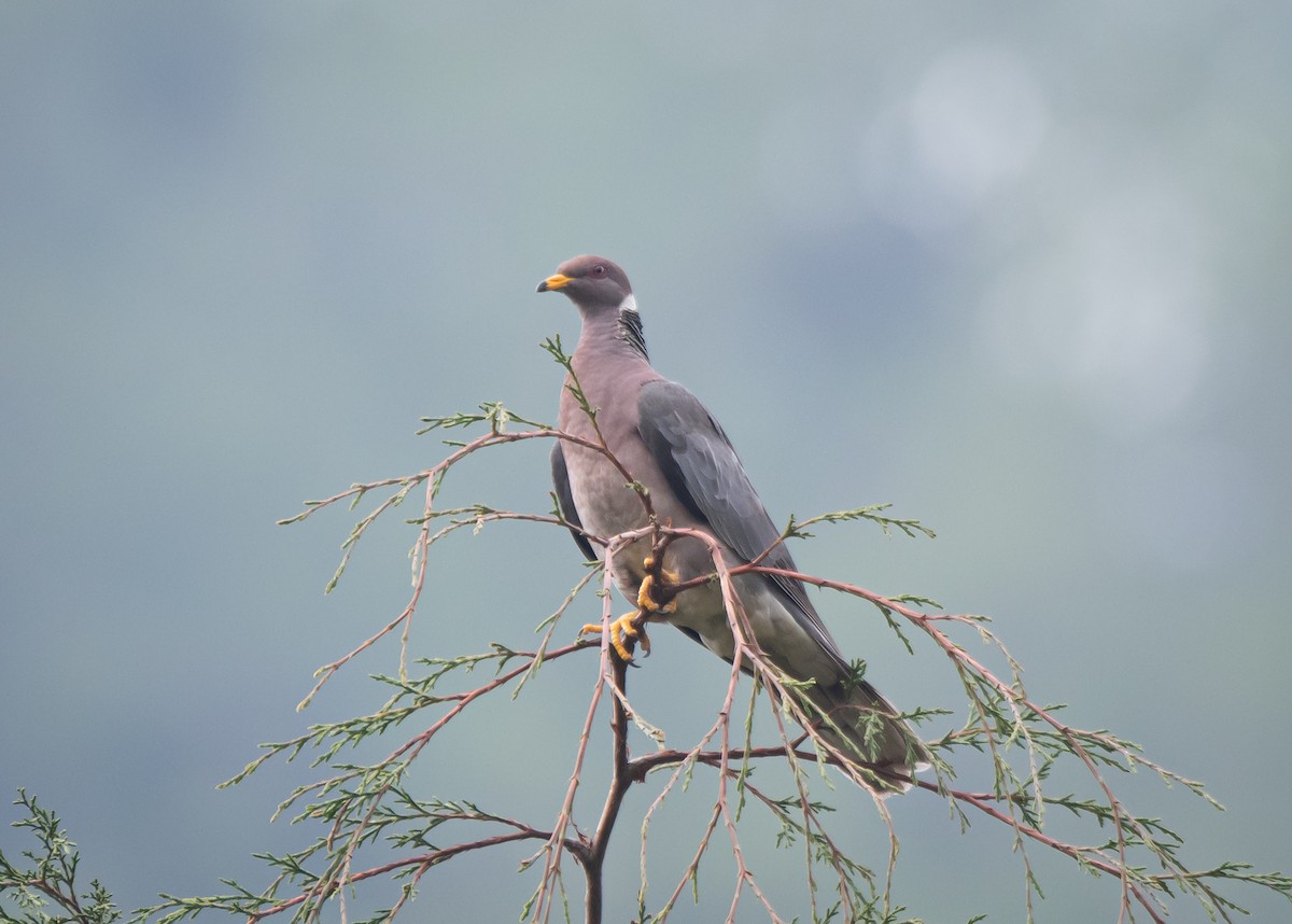 Band-tailed Pigeon - ML619195092