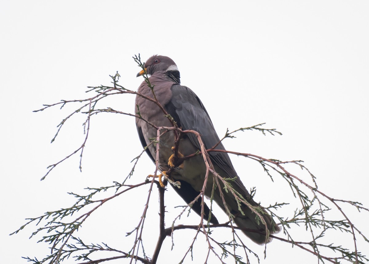 Band-tailed Pigeon - ML619195094