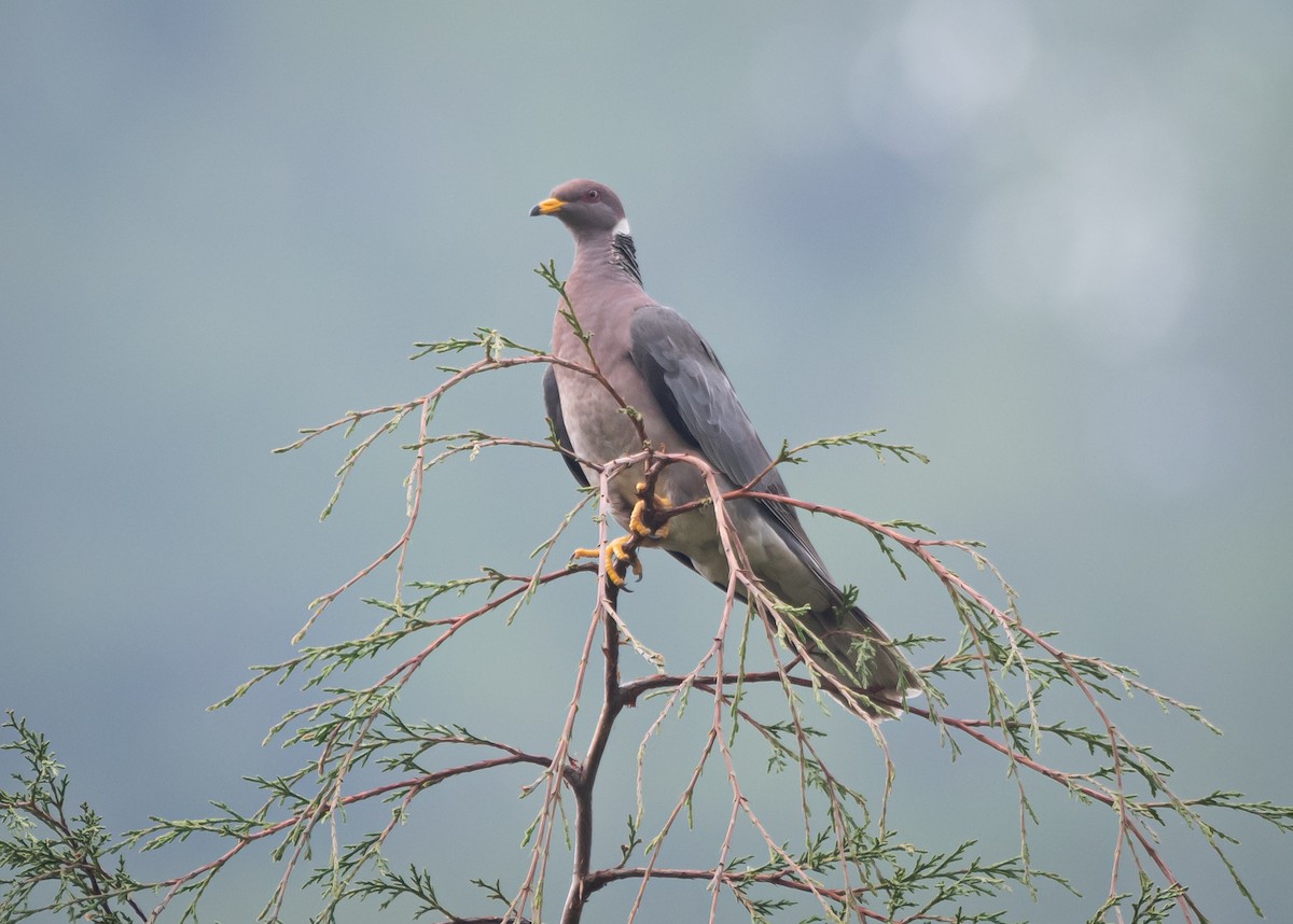 Band-tailed Pigeon - ML619195095