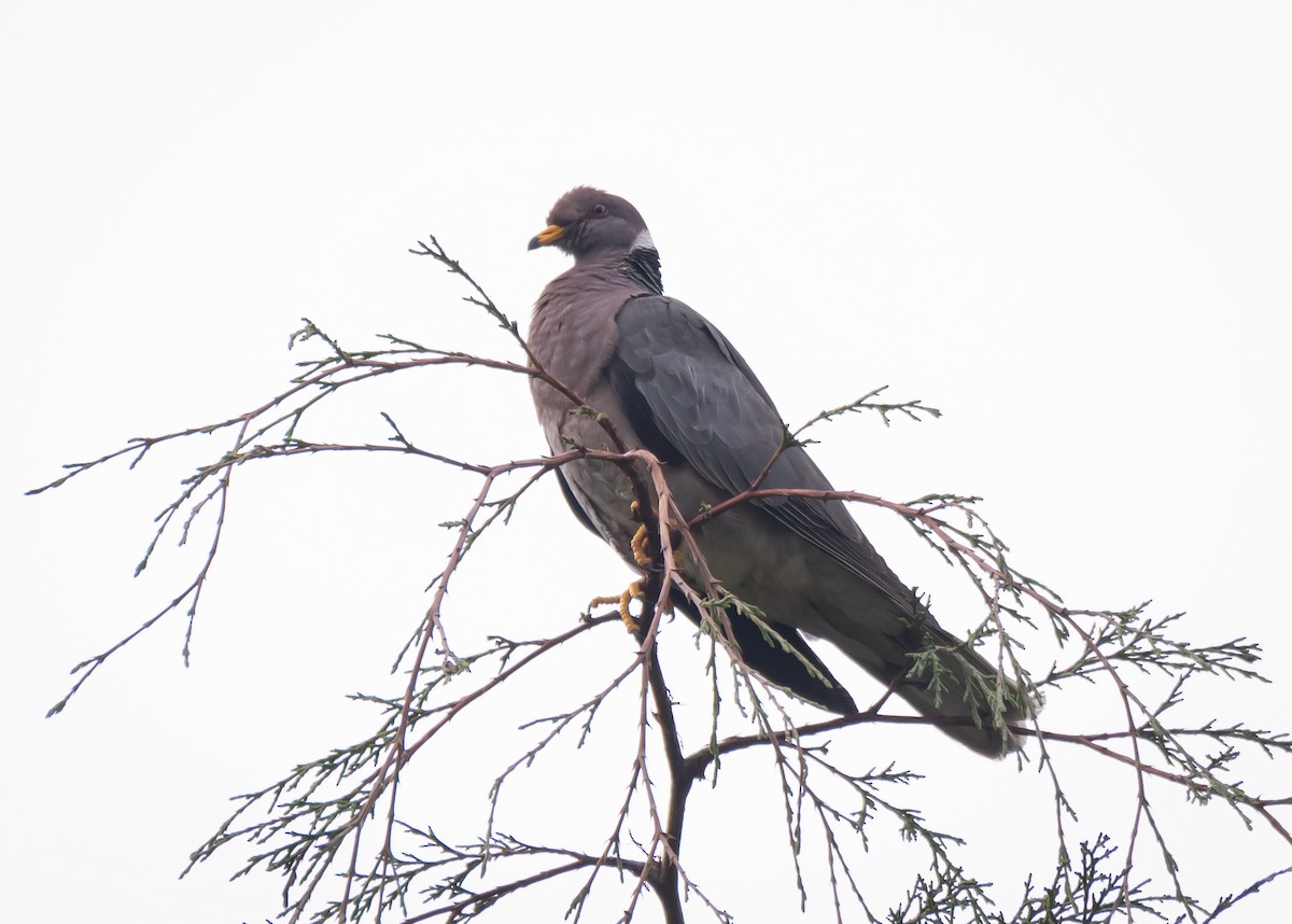 Band-tailed Pigeon - ML619195096