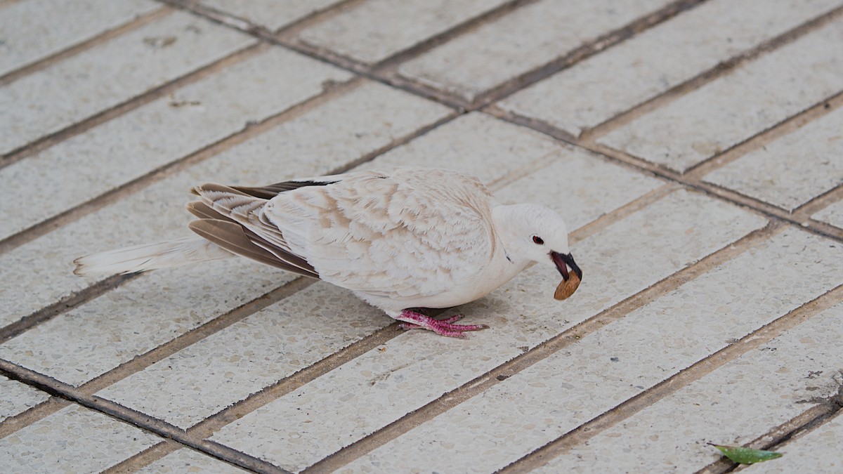 African Collared-Dove - ML619195097