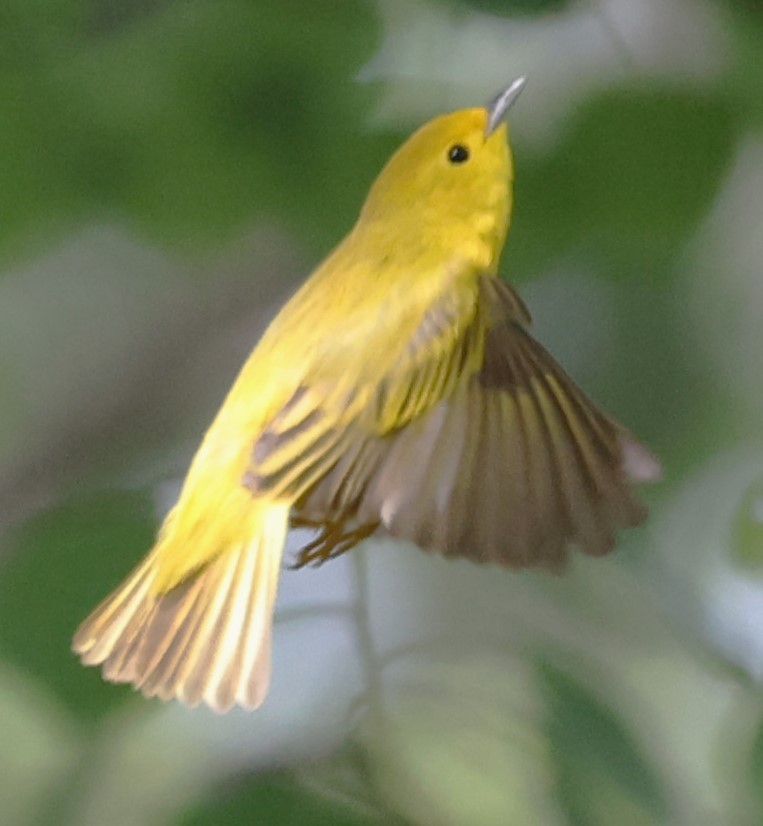 Yellow Warbler (Northern) - ML619195155