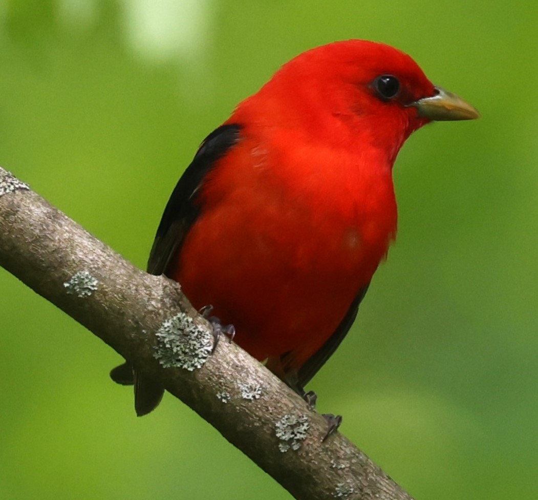 Scarlet Tanager - ML619195169