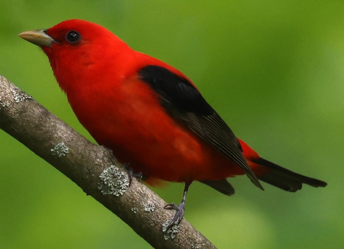 Scarlet Tanager - ML619195170