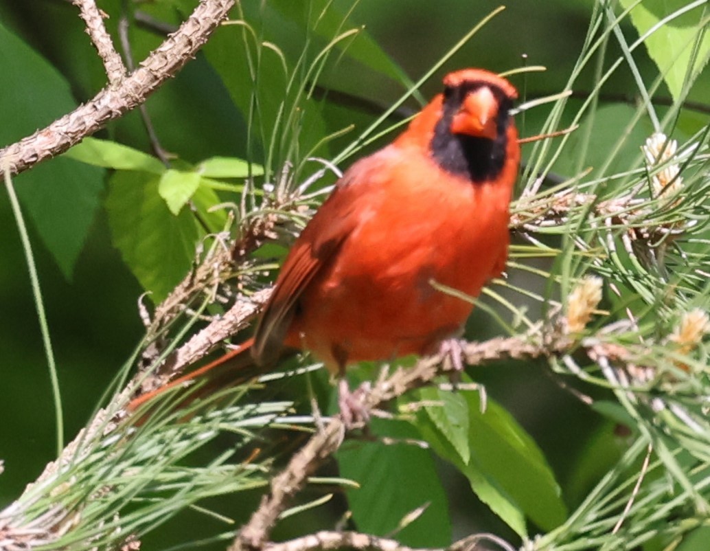 rødkardinal (cardinalis gr.) - ML619195176