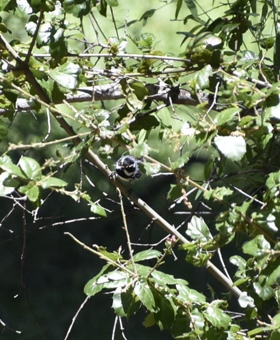 Black-throated Gray Warbler - ML619195188