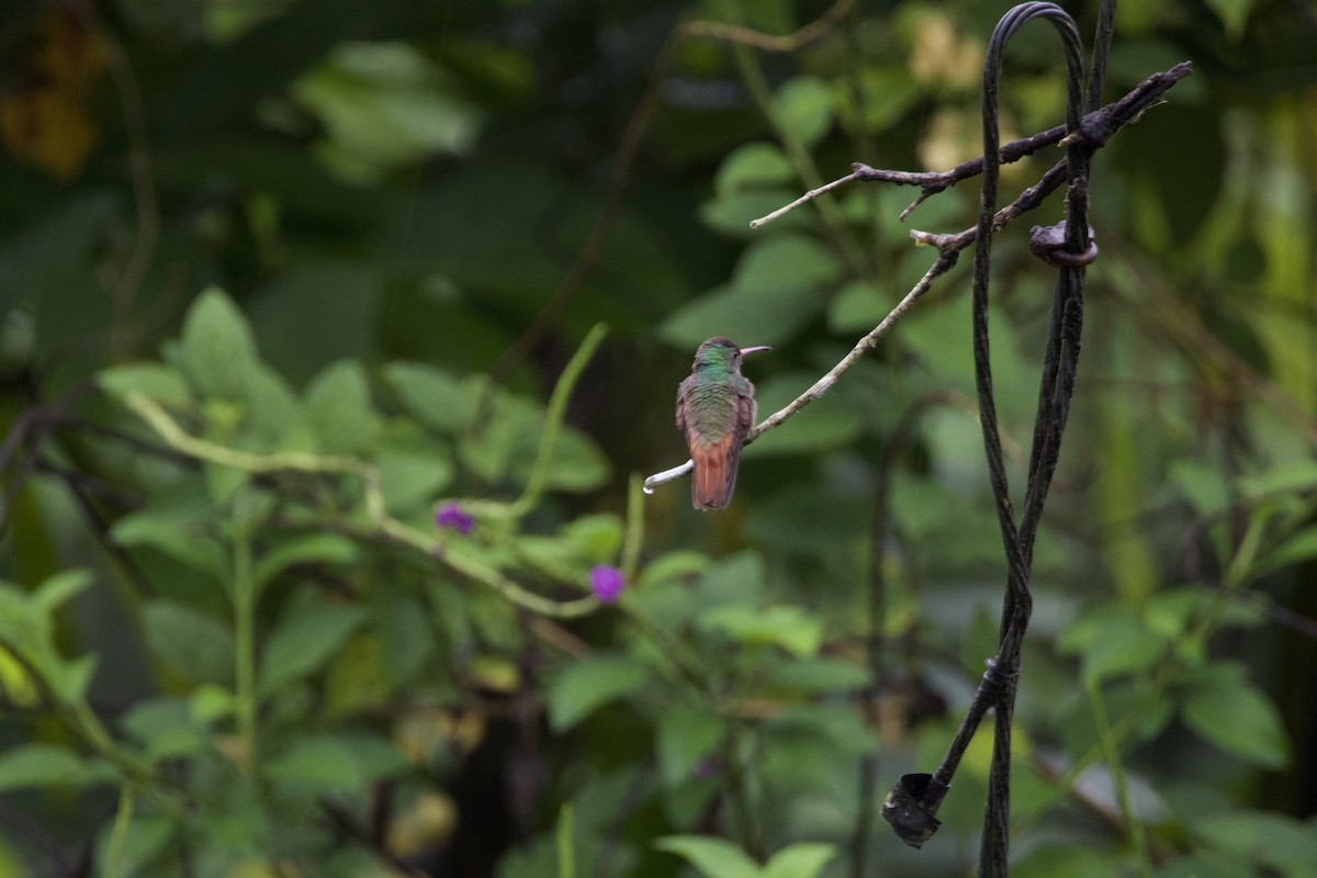 Rufous-tailed Hummingbird - ML619195190