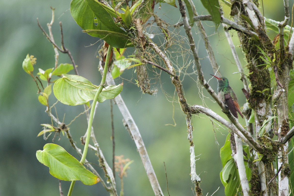Rufous-tailed Hummingbird - ML619195191