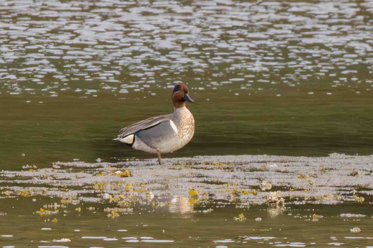 Green-winged Teal - ML619195199