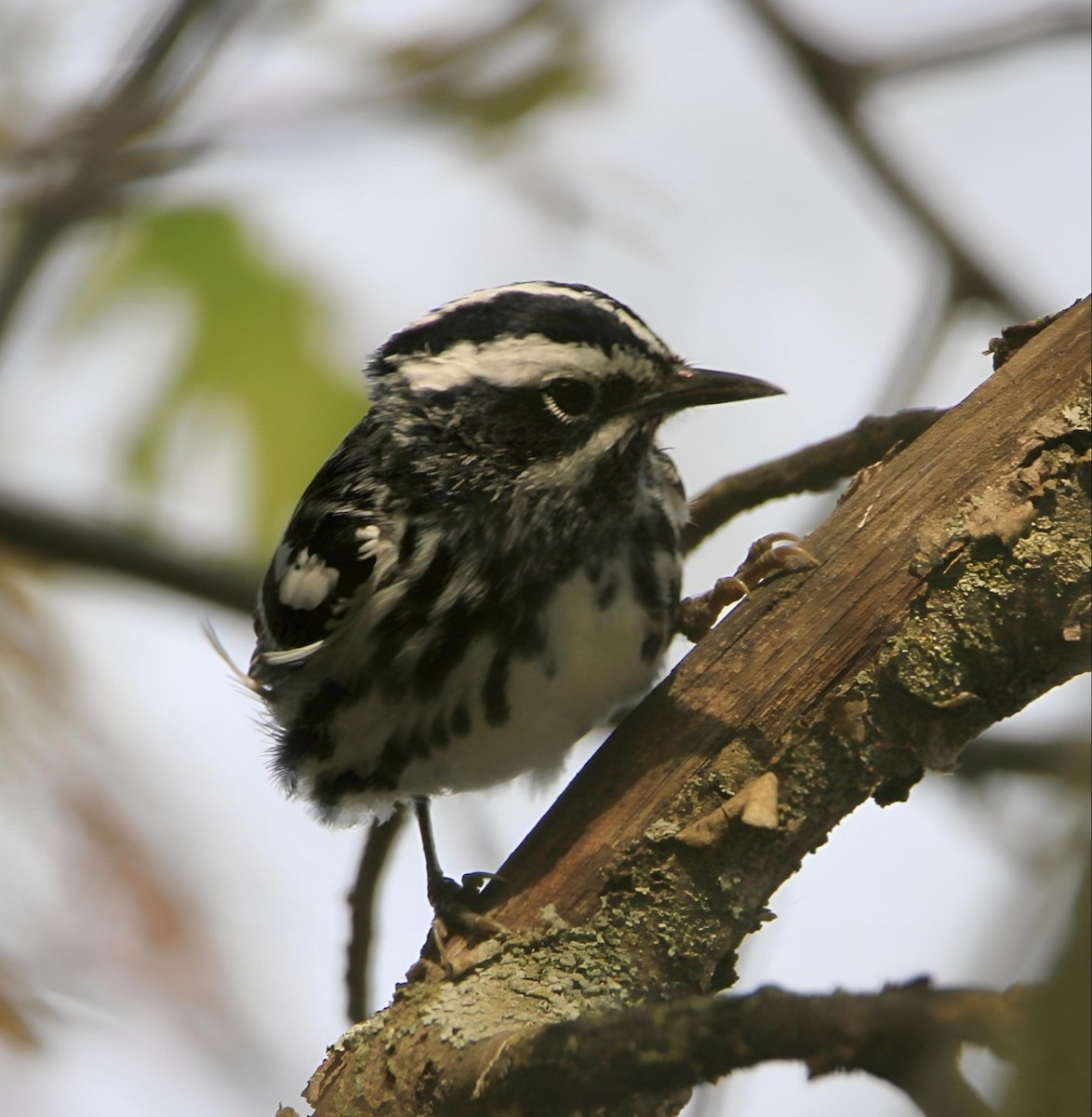 Black-and-white Warbler - ML619195220