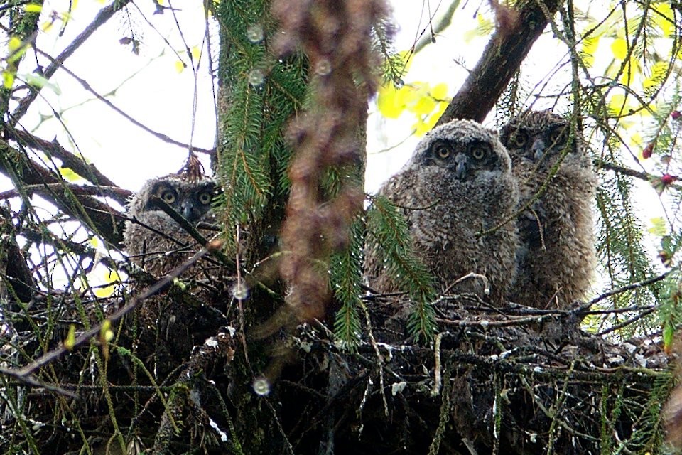 Great Horned Owl - ML619195241