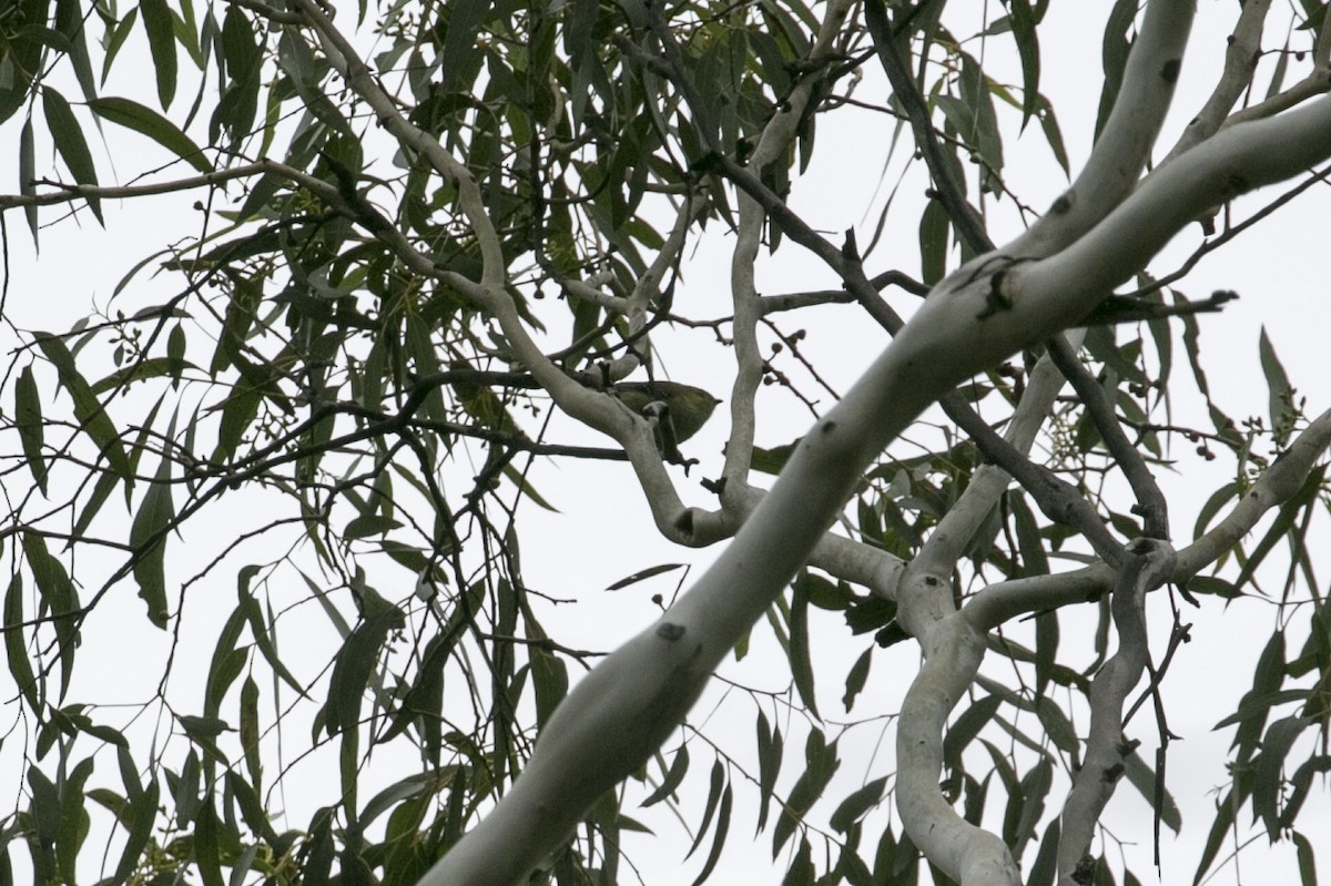 Forty-spotted Pardalote - ML619195242