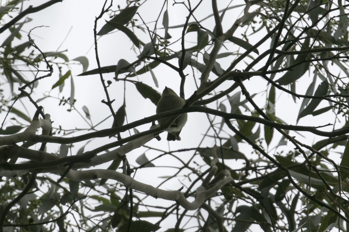 Tasmanpanthervogel - ML619195245