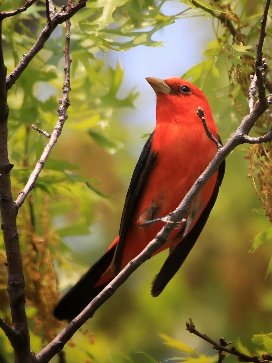 Scarlet Tanager - ML619195251