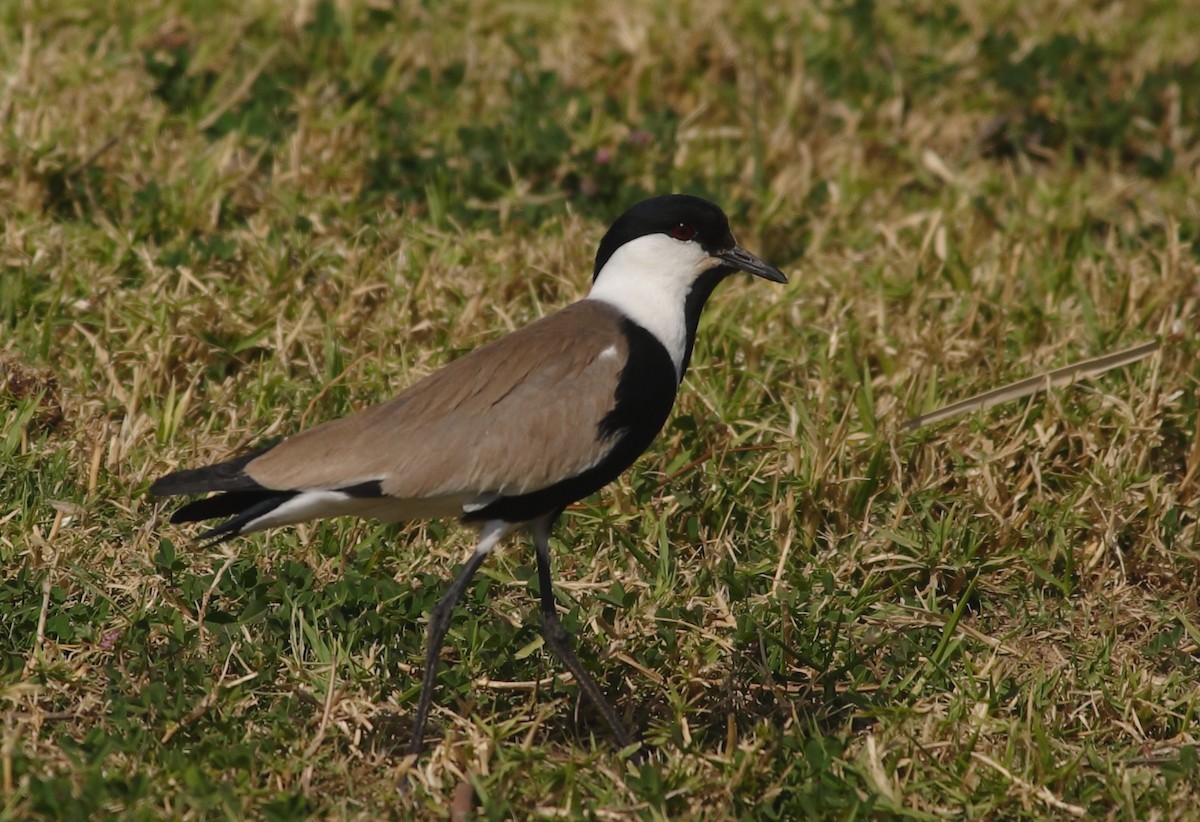Spur-winged Lapwing - ML619195306