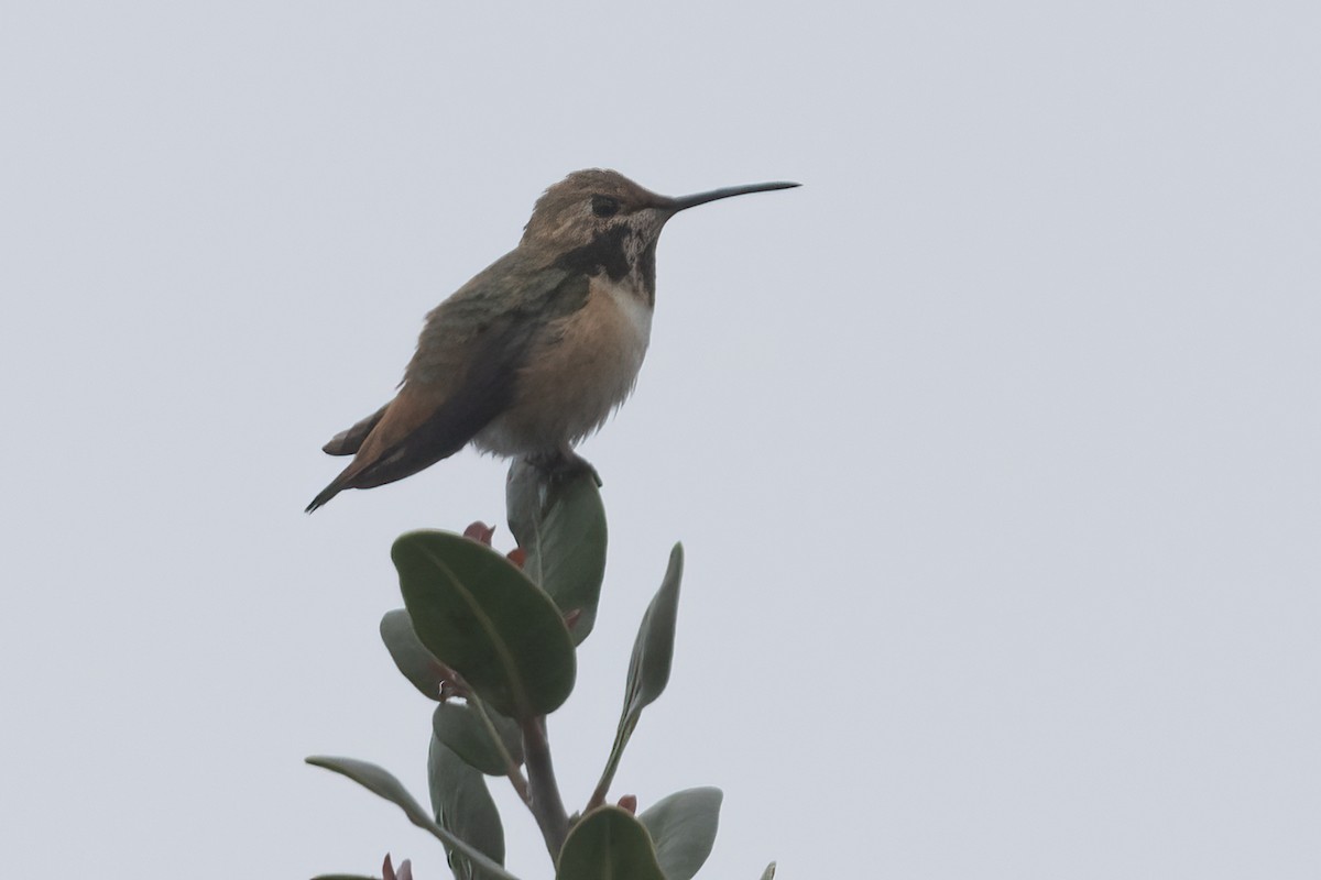 Rufous/Allen's Hummingbird - ML619195349