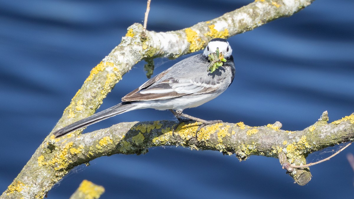 White Wagtail (White-faced) - ML619195365