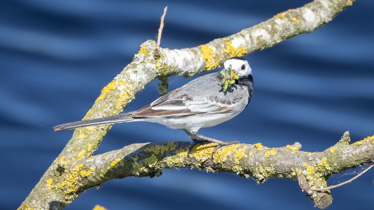 White Wagtail (White-faced) - ML619195366