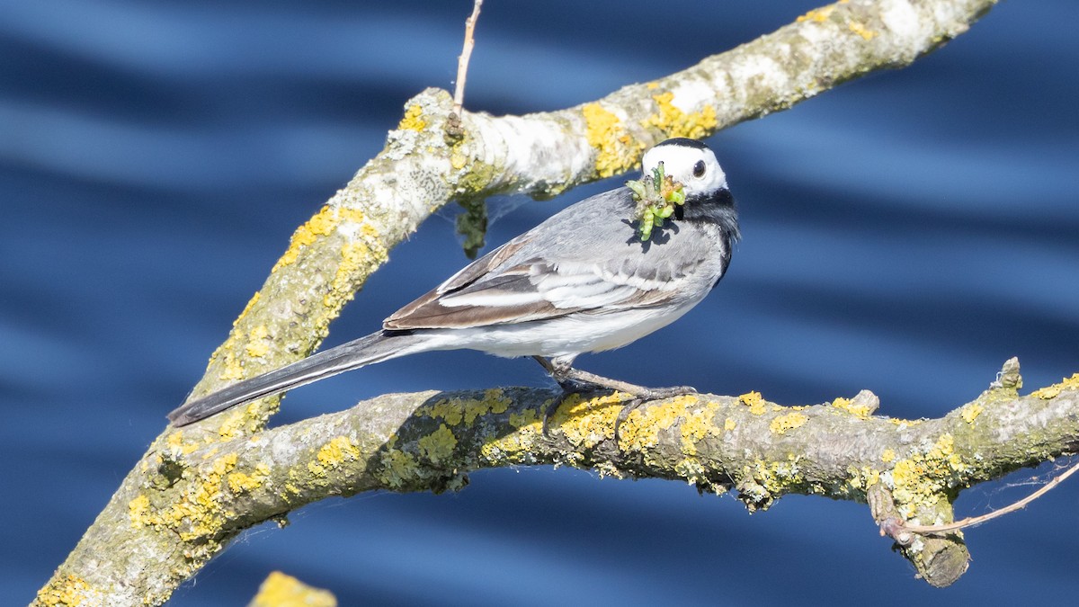 White Wagtail (White-faced) - ML619195367