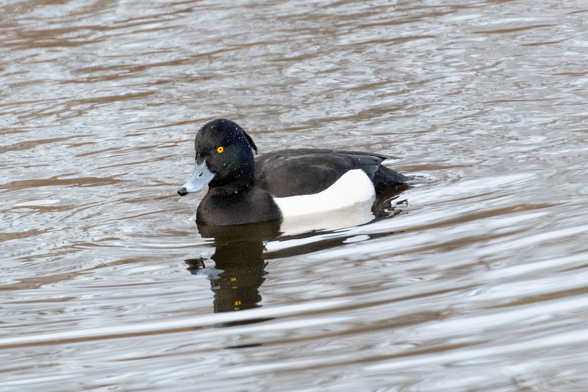 Tufted Duck - ML619195405