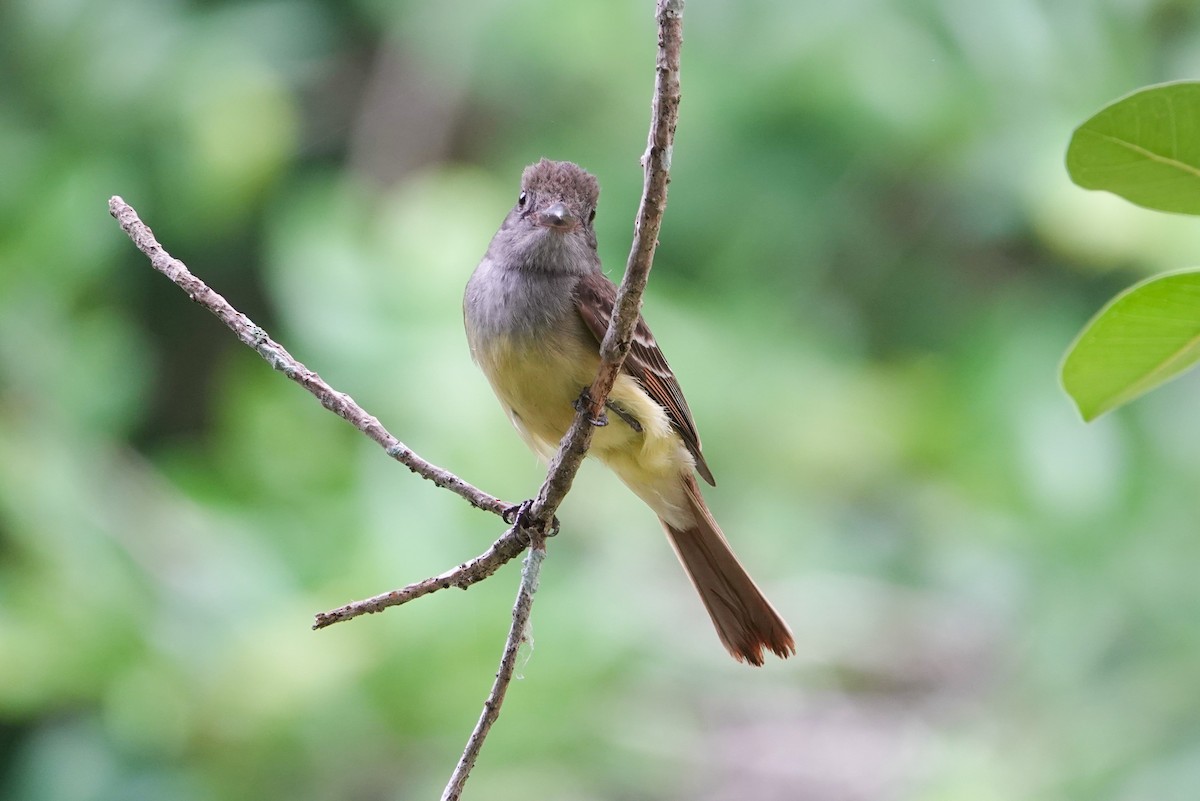 Great Crested Flycatcher - ML619195439