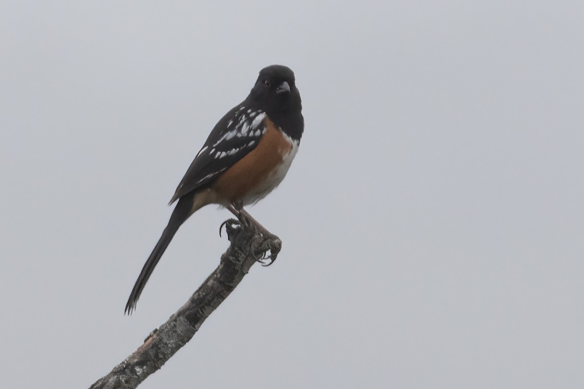 Spotted Towhee - ML619195440