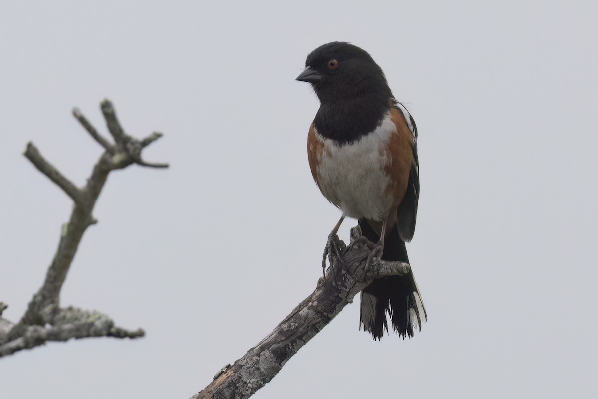 Spotted Towhee - ML619195443