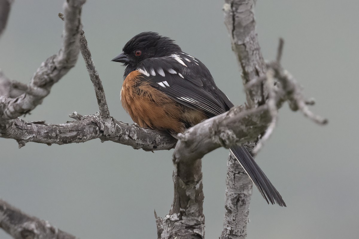Spotted Towhee - ML619195444