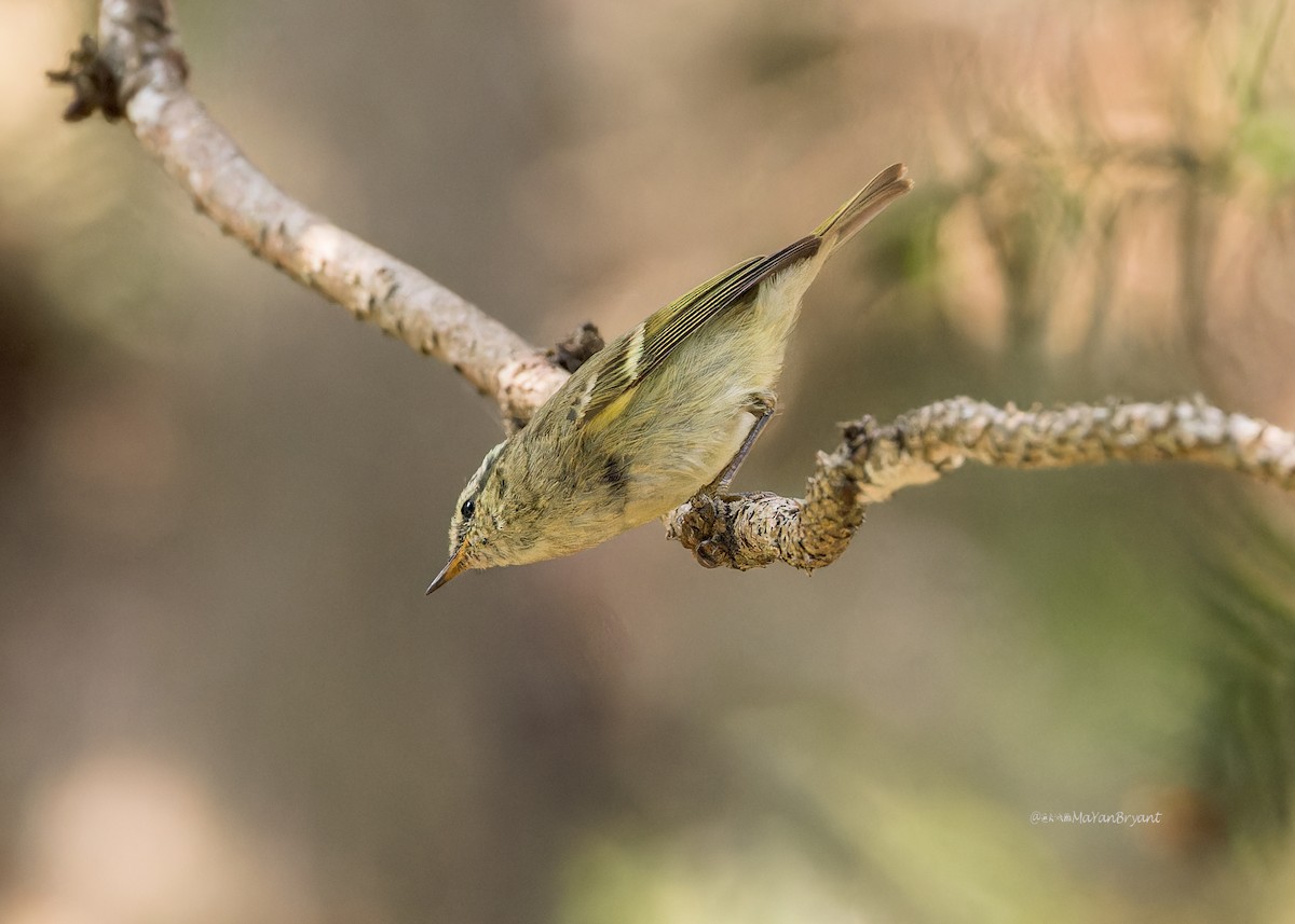 Yellow-browed Warbler - ML619195535