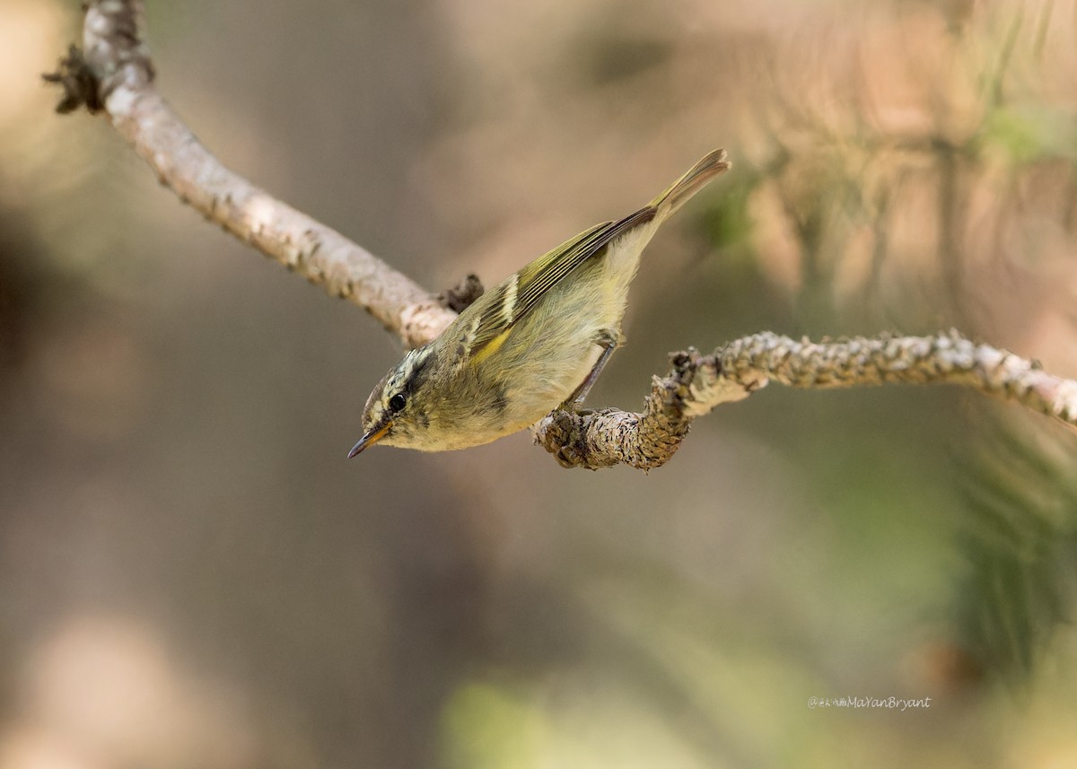 Yellow-browed Warbler - ML619195536