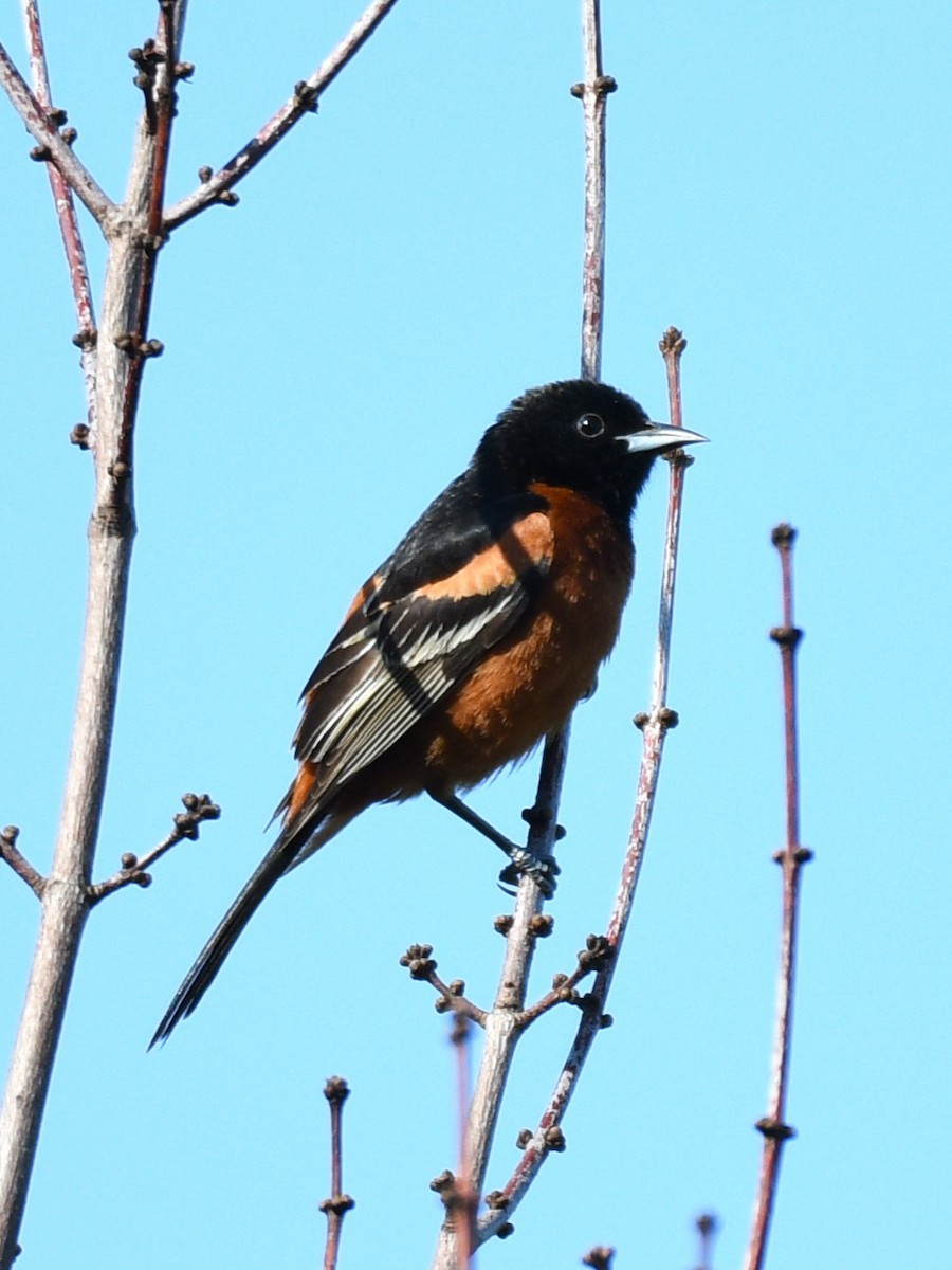 Orchard Oriole - ML619195552