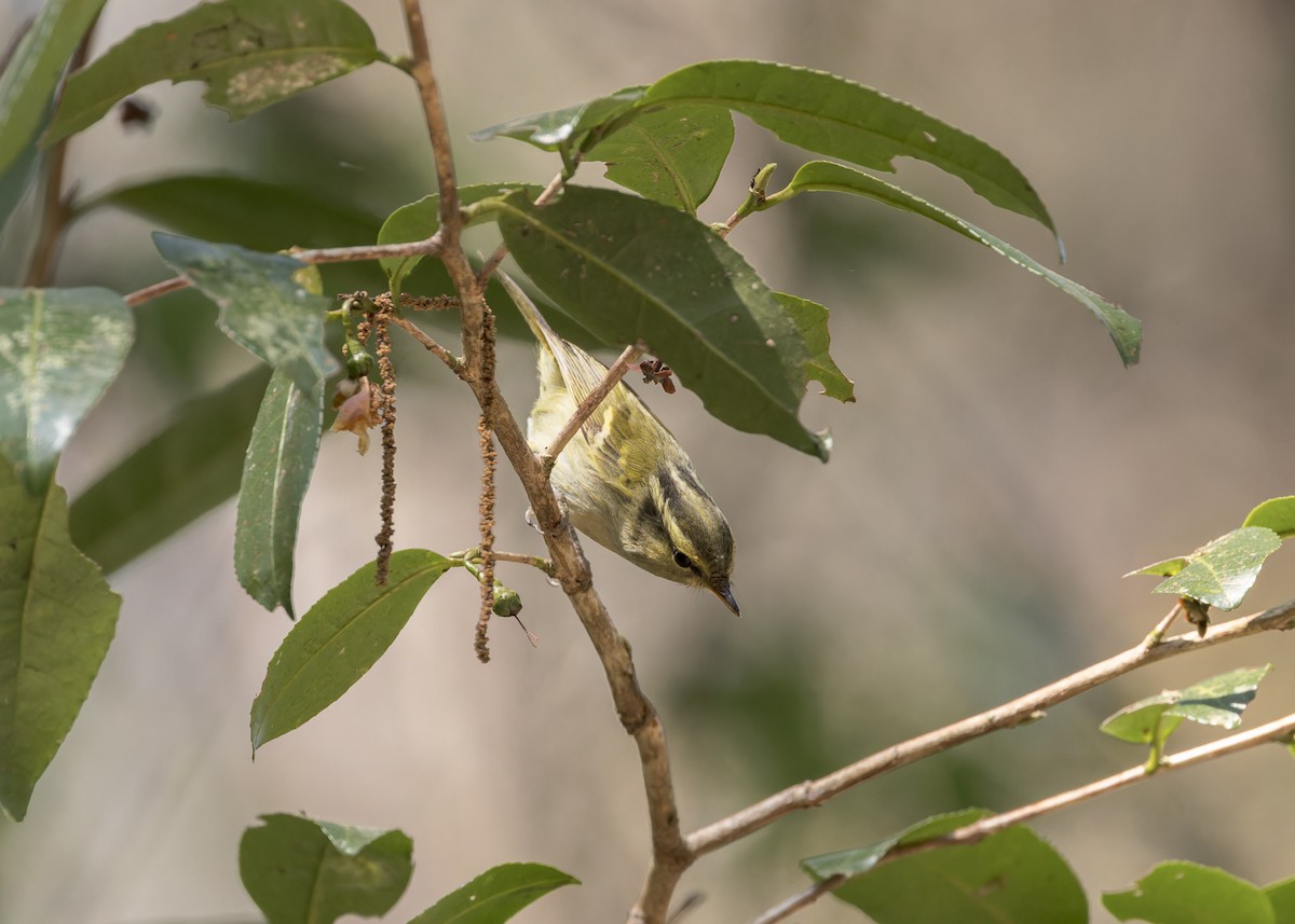 Chinese Leaf Warbler - ML619195561