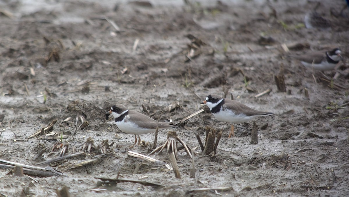 Semipalmated Plover - ML619195571