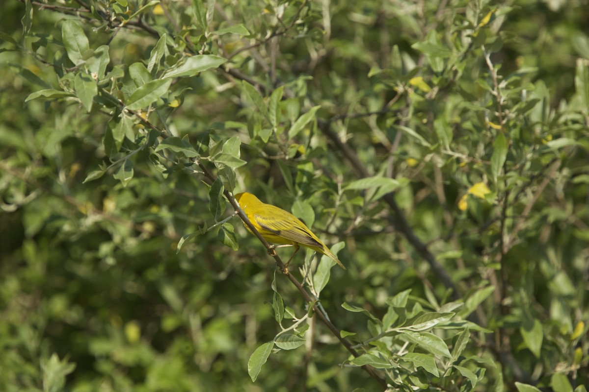 Yellow Warbler (Northern) - ML619195581