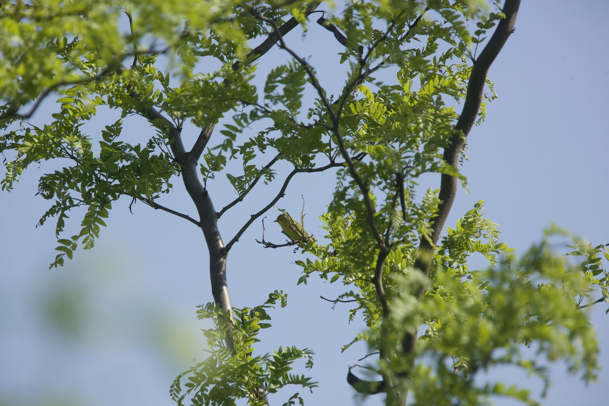 Yellow Warbler (Northern) - ML619195582