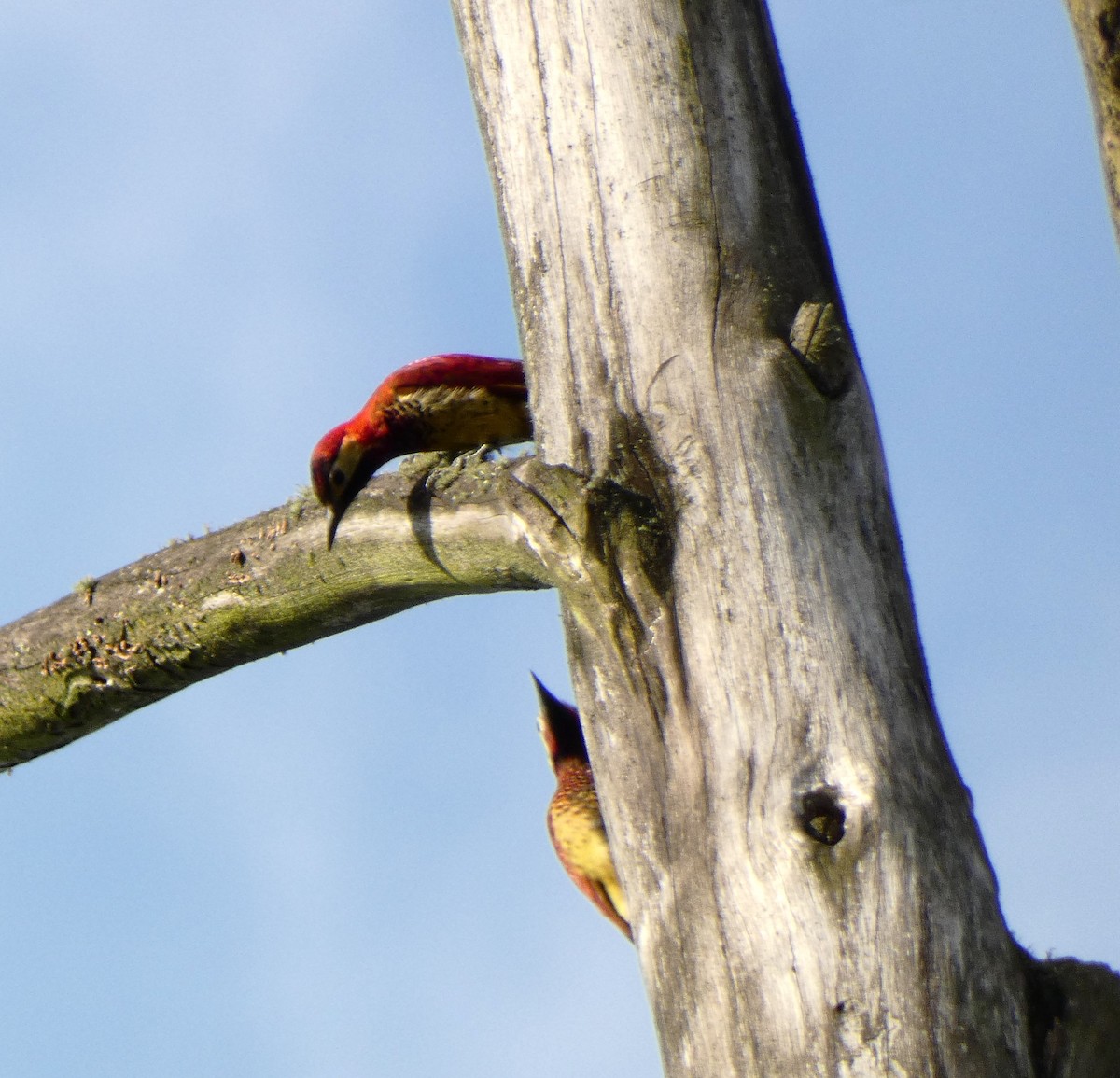 Crimson-mantled Woodpecker - ML619195599