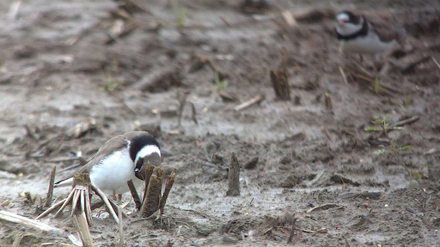 Semipalmated Plover - ML619195615