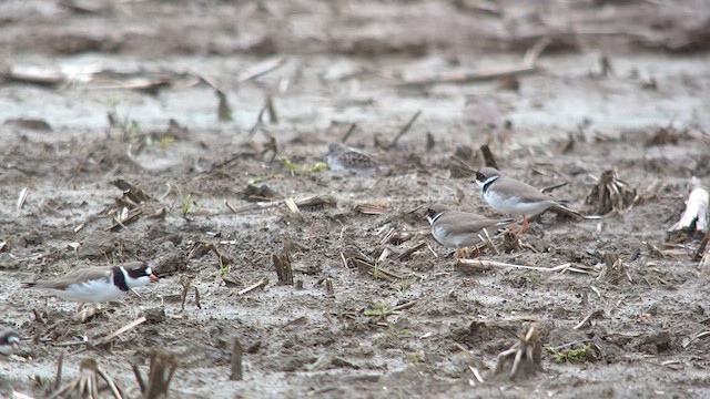 Semipalmated Plover - ML619195616