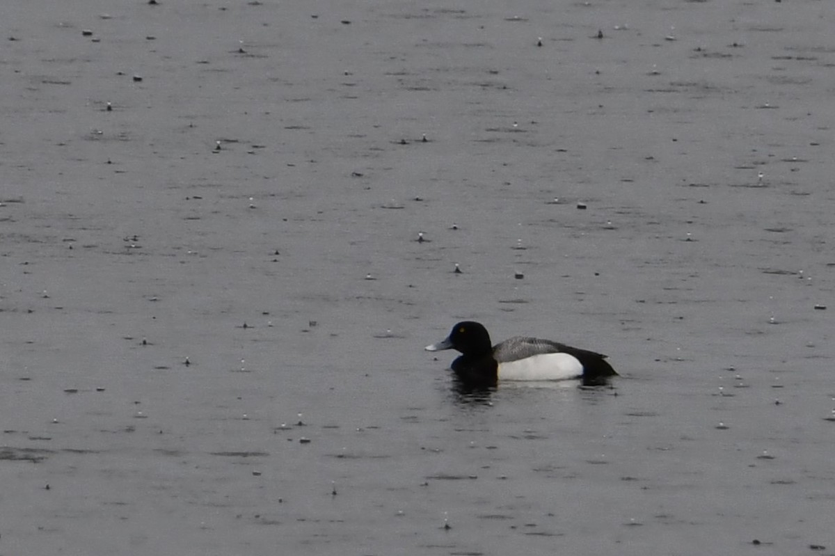 Greater Scaup - ML619195662