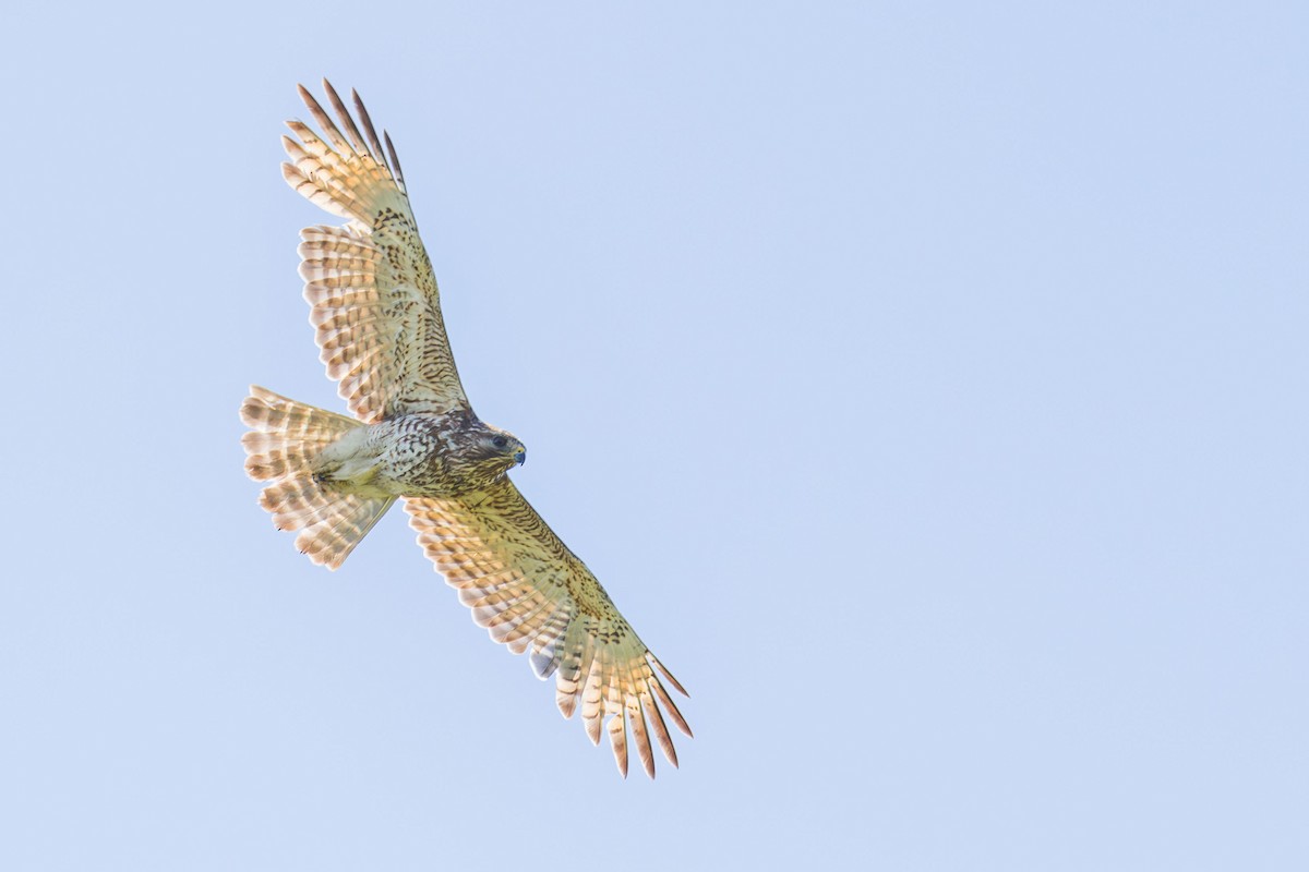 Red-shouldered Hawk (lineatus Group) - ML619195669