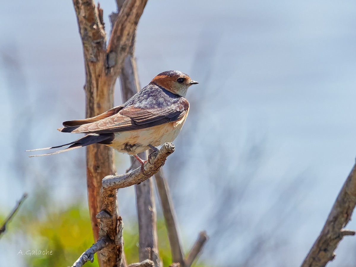 Red-rumped Swallow - ML619195684