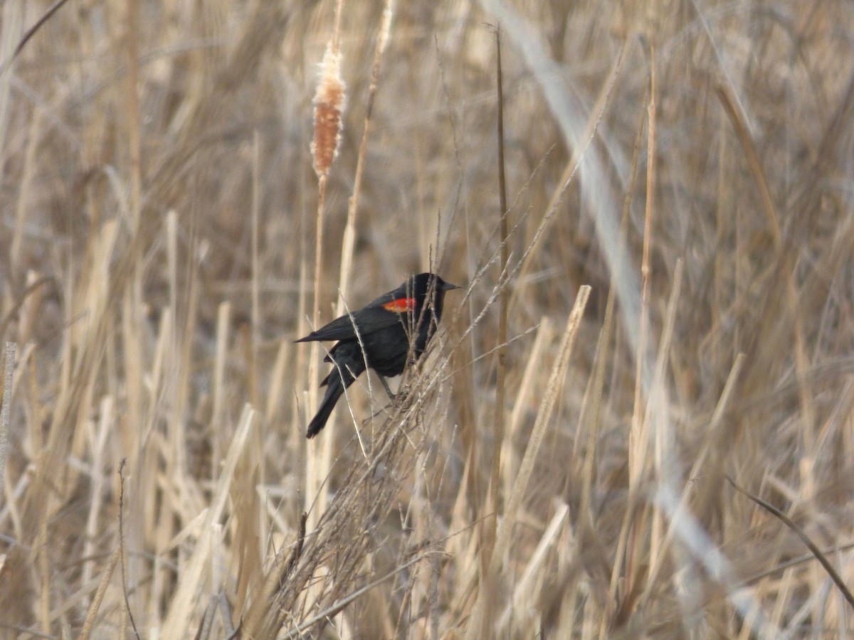Red-winged Blackbird - ML619195701