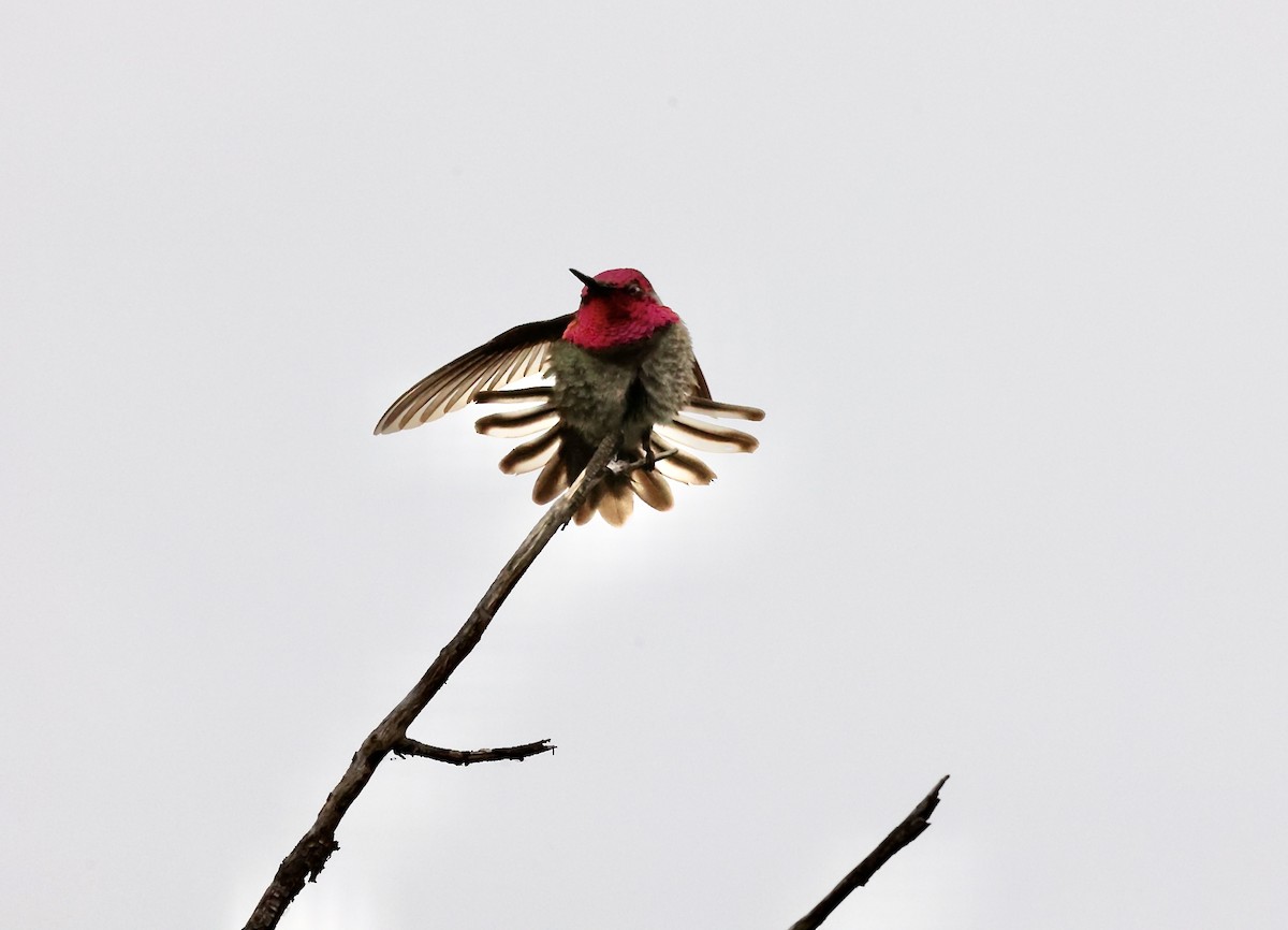 Anna's Hummingbird - ML619195755