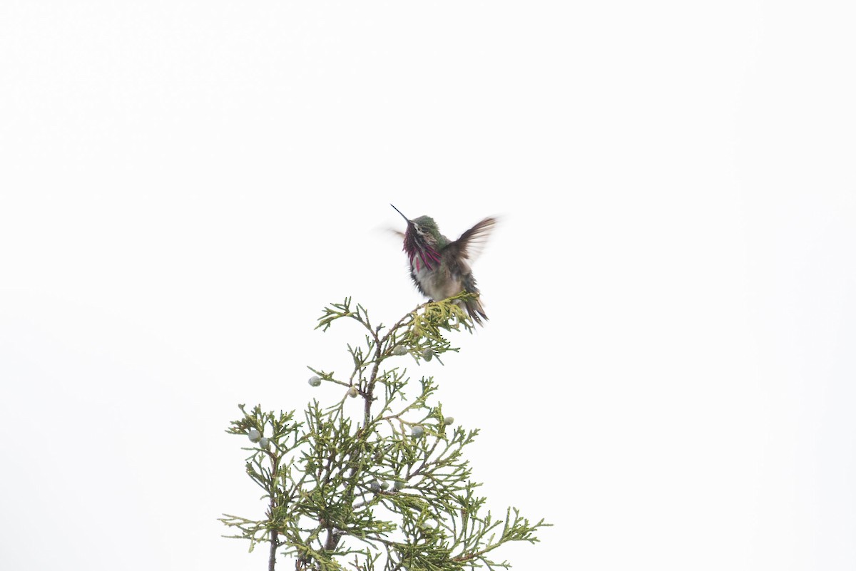 Calliope Hummingbird - ML619195761