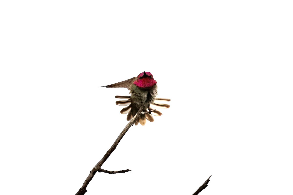 Anna's Hummingbird - ML619195762