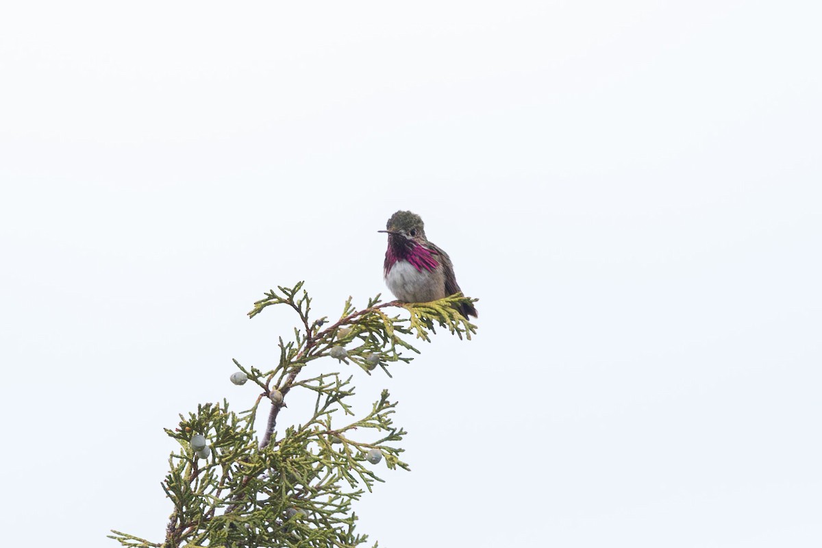 Calliope Hummingbird - ML619195765