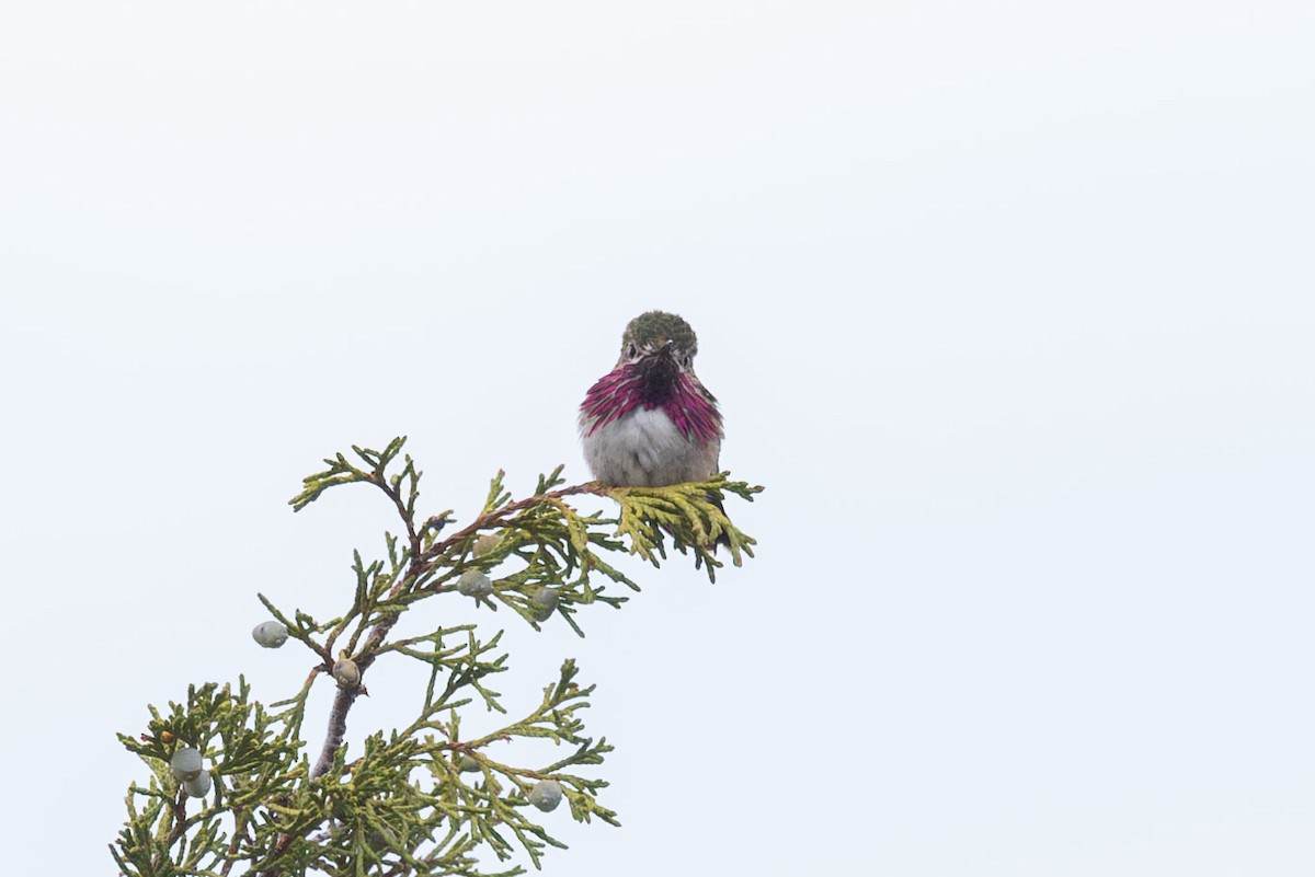 Calliope Hummingbird - ML619195766