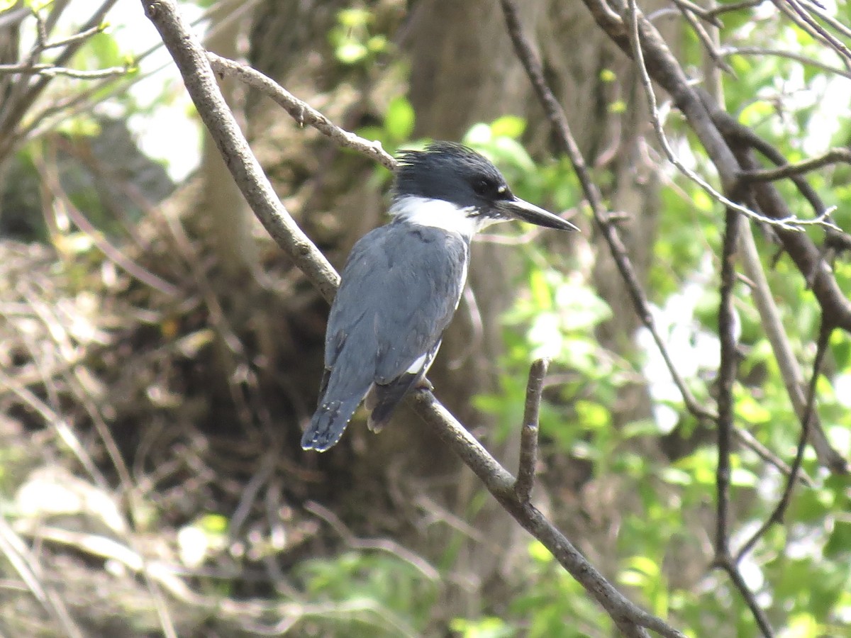 Belted Kingfisher - ML619195768