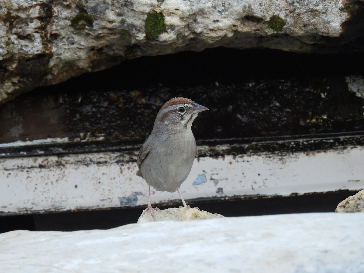 Rufous-crowned Sparrow - ML619195779